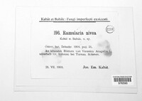 Ramularia nivea image